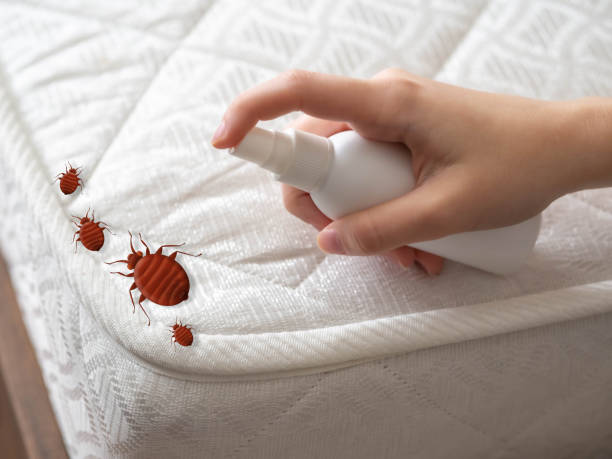 Best Insect Control  in Country Clu, MO