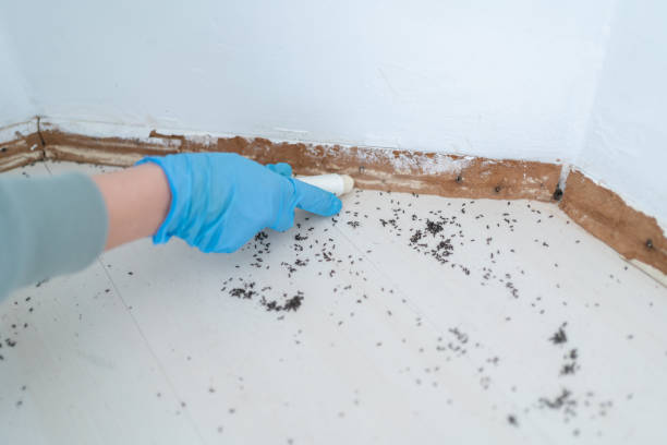 Best Local Pest Control Services  in Country Clu, MO